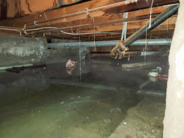 Best Water damage restoration cost  in Cicero, IL